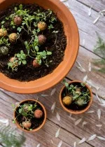 Blossombs Bombe à graines - Décoration cadeau « Meilleurs amis » - Oiseau (1 pièce)