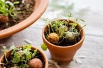 Blossombs Bombe à graines - Décoration cadeau « Pour la meilleure maman » - Cœur (1 pièce)