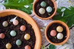 Blossombs Bombes à graines - Petit coffret cadeau - Bonne installation (7 pièces) - un cadeau original et pratique à la fois