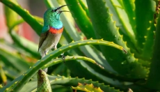 Comment utiliser l'aloe vera dans votre routine quotidienne de soins