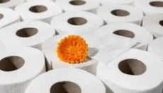 Le papier toilette en bambou change l'approche de l'hygiène