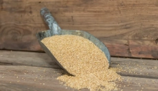 La santé et l'écologie vont de pair avec le sorgho