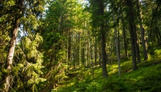 Le bruit rose apporte un esprit plus calme et un sommeil plus profond.