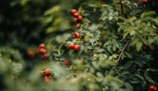 L'huile de rose musquée aidera à apaiser votre peau, à hydrater et à guérir les cicatrices